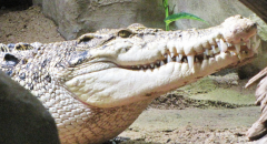 Krokodil Zoo