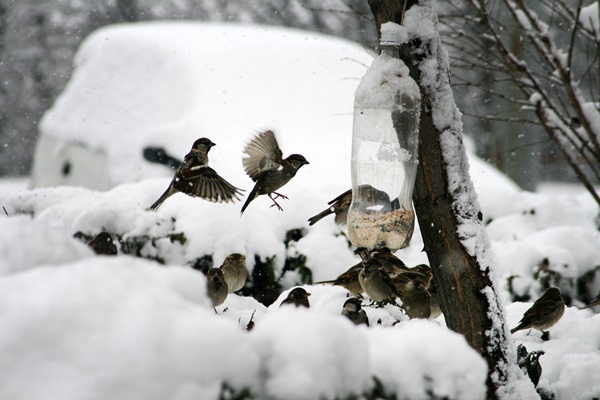 madáretetés télen
