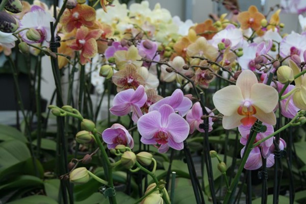 Orchideapark Dobronak